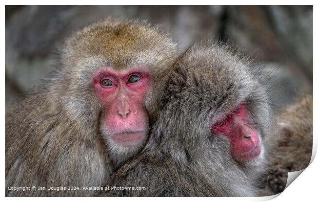 Japanese Macaques Cuddle Print by Ian Douglas