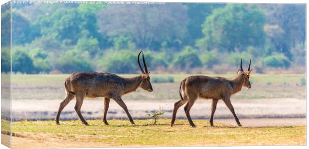 Two male waterbucks by the Luangwa River in Zambia Canvas Print by Angus McComiskey