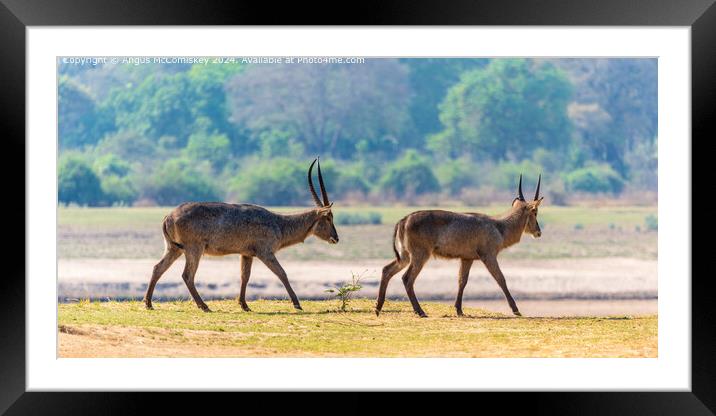 Two male waterbucks by the Luangwa River in Zambia Framed Mounted Print by Angus McComiskey