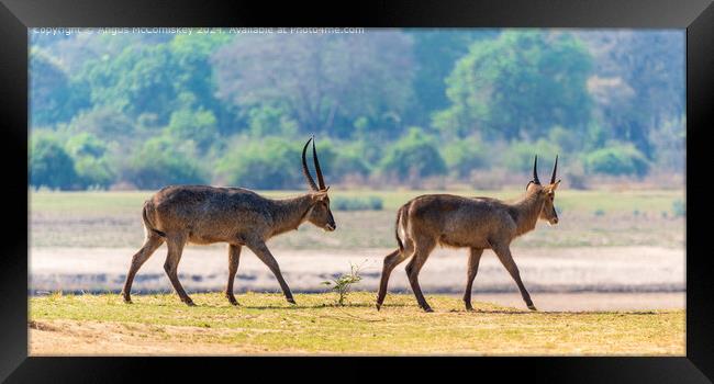 Two male waterbucks by the Luangwa River in Zambia Framed Print by Angus McComiskey