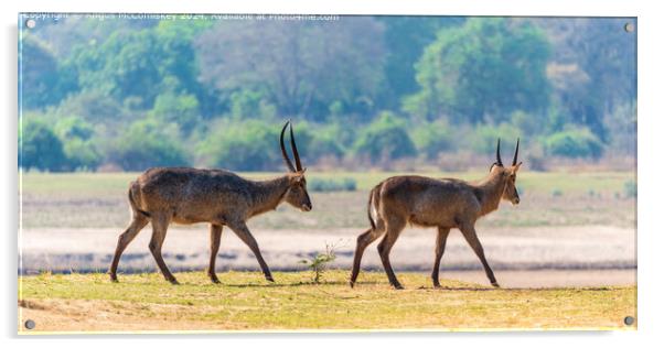 Two male waterbucks by the Luangwa River in Zambia Acrylic by Angus McComiskey