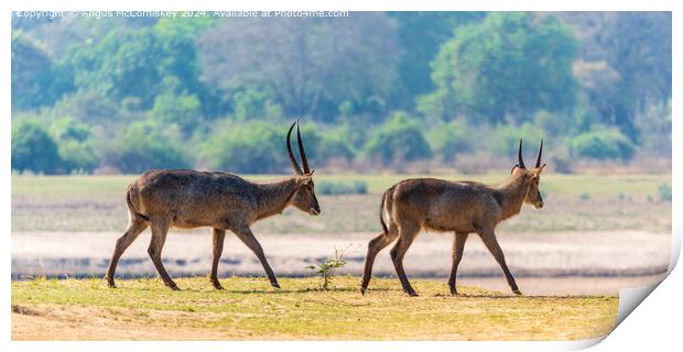 Two male waterbucks by the Luangwa River in Zambia Print by Angus McComiskey