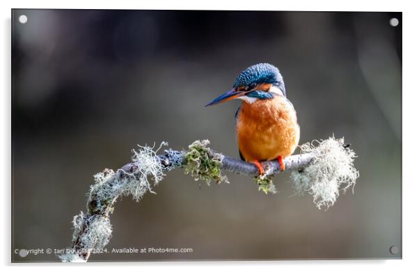 Kingfisher on blossom Acrylic by Ian Douglas