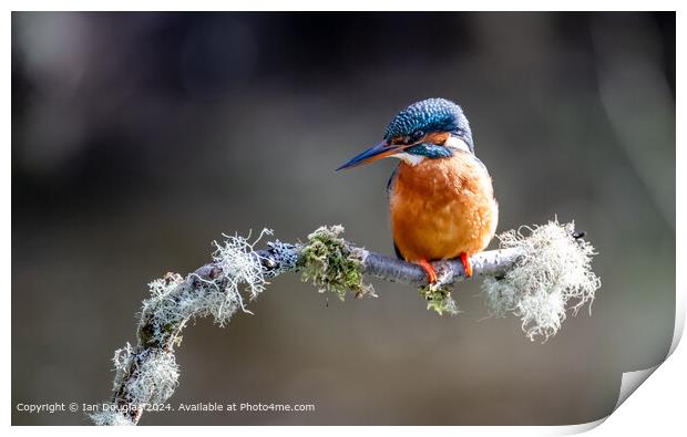 Kingfisher on blossom Print by Ian Douglas