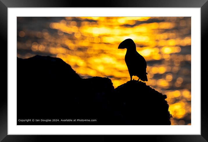Puffin silhouette Framed Mounted Print by Ian Douglas