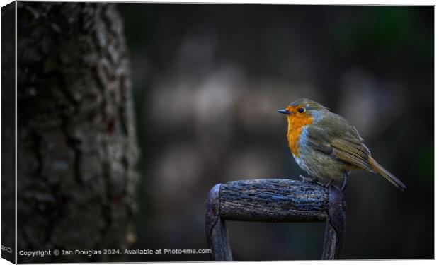 Robin Perched Wooden Branch Canvas Print by Ian Douglas