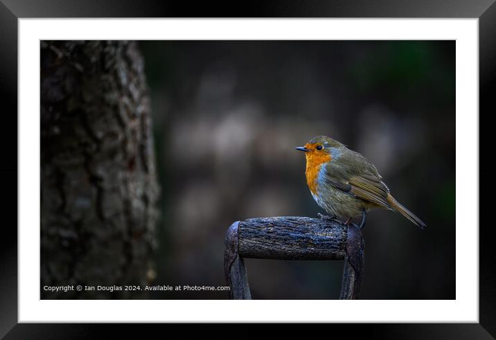 Robin Perched Wooden Branch Framed Mounted Print by Ian Douglas