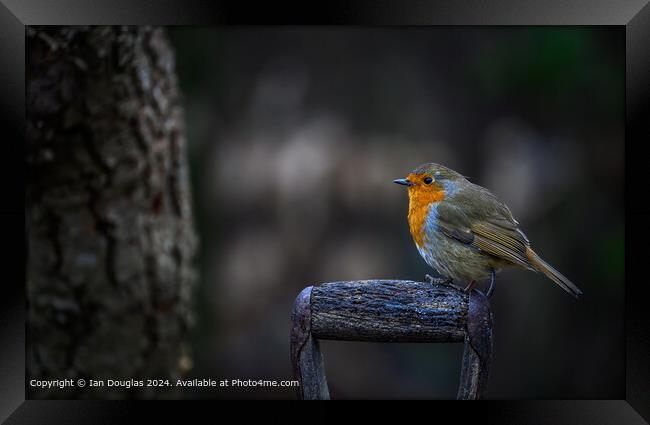 Robin Perched Wooden Branch Framed Print by Ian Douglas