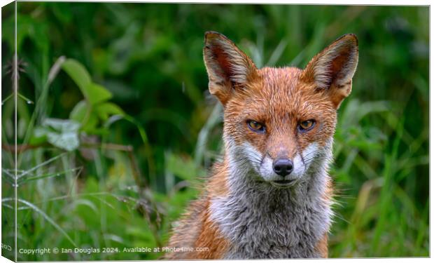 Foxy stare Canvas Print by Ian Douglas
