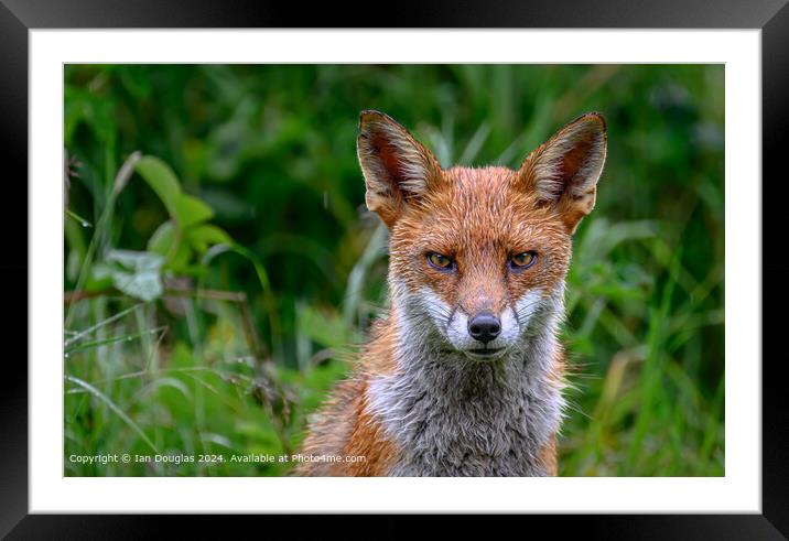 Foxy stare Framed Mounted Print by Ian Douglas