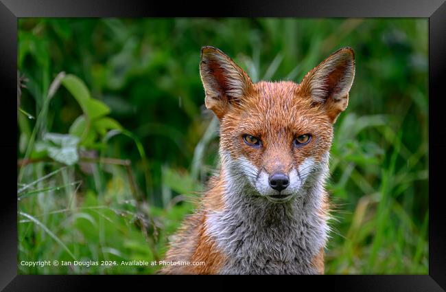 Foxy stare Framed Print by Ian Douglas
