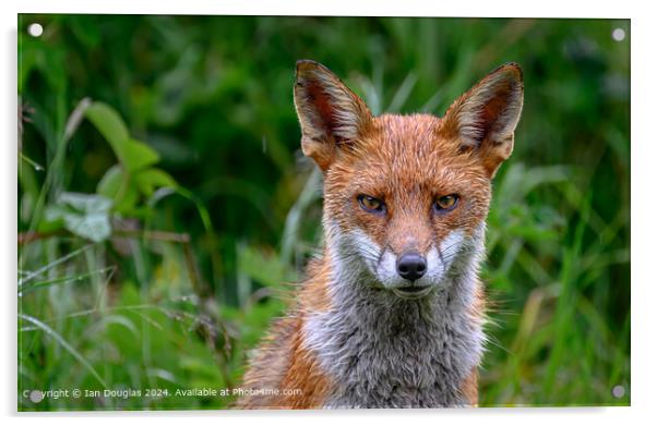 Foxy stare Acrylic by Ian Douglas