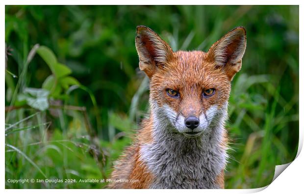 Foxy stare Print by Ian Douglas