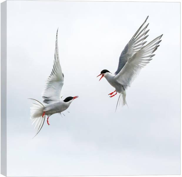 Arctic Terns Aerial Duel Canvas Print by Ian Duffield