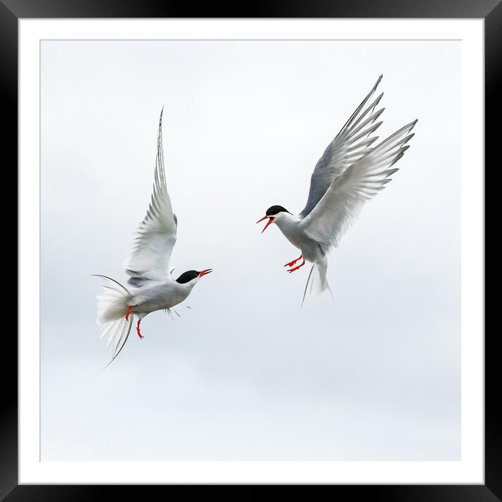 Arctic Terns Aerial Duel Framed Mounted Print by Ian Duffield