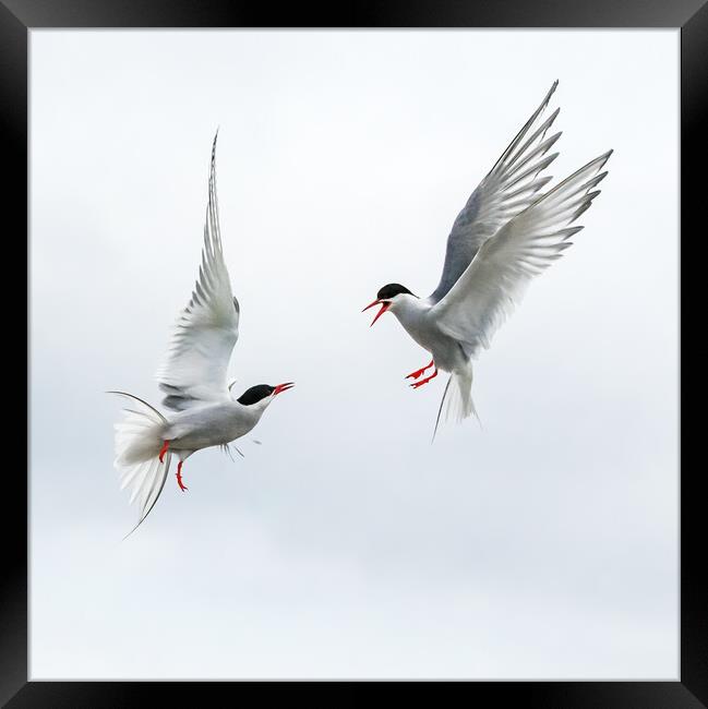 Arctic Terns Aerial Duel Framed Print by Ian Duffield