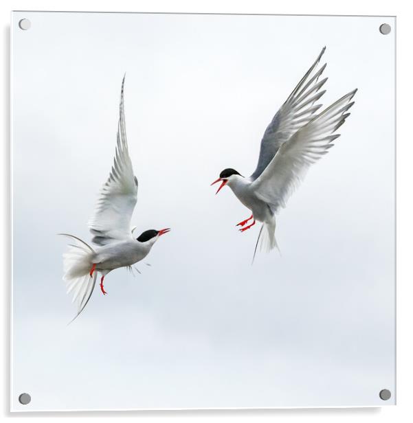 Arctic Terns Aerial Duel Acrylic by Ian Duffield