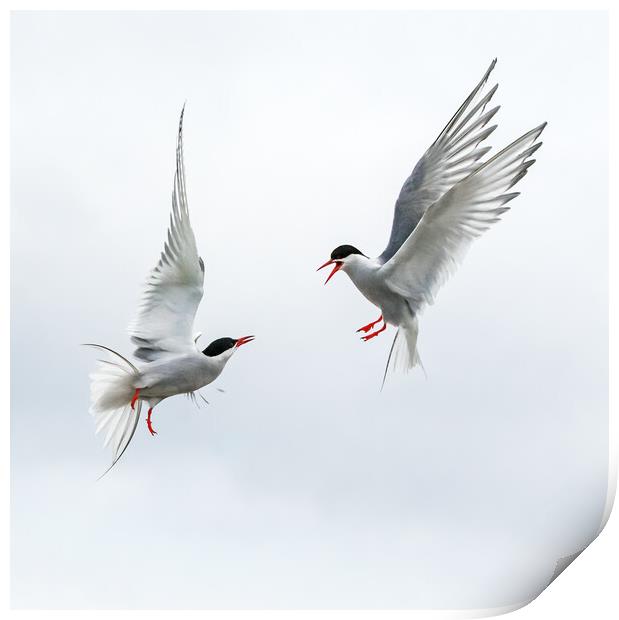 Arctic Terns Aerial Duel Print by Ian Duffield