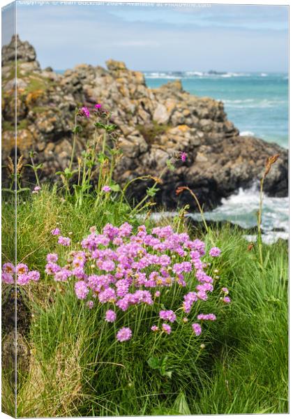 Sea Pink or Thrift Flowers on the Coast Canvas Print by Pearl Bucknall