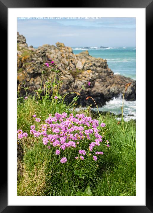 Sea Pink or Thrift Flowers on the Coast Framed Mounted Print by Pearl Bucknall