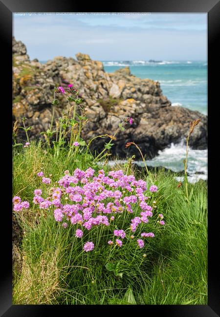 Sea Pink or Thrift Flowers on the Coast Framed Print by Pearl Bucknall