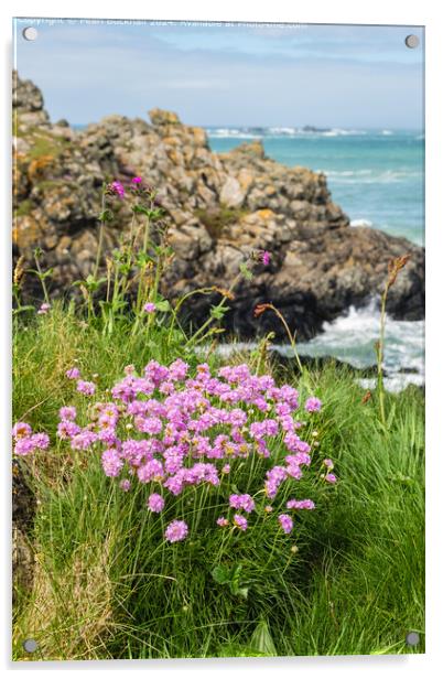 Sea Pink or Thrift Flowers on the Coast Acrylic by Pearl Bucknall