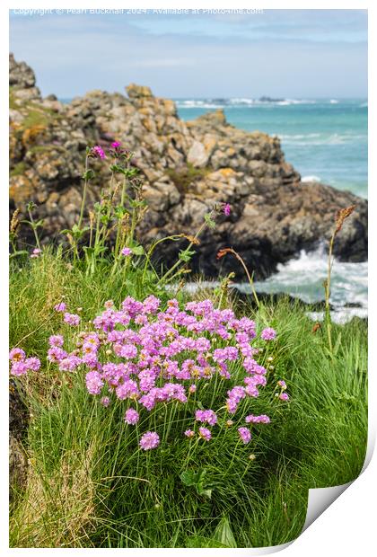 Sea Pink or Thrift Flowers on the Coast Print by Pearl Bucknall