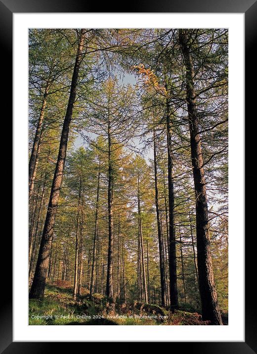Trees to the Sky Framed Mounted Print by Paul J. Collins