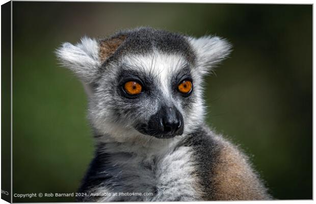 Ring-tailed Lemur in Green Canvas Print by Rob Barnard