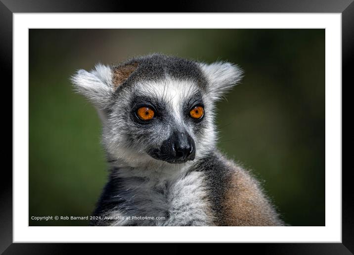 Ring-tailed Lemur in Green Framed Mounted Print by Rob Barnard