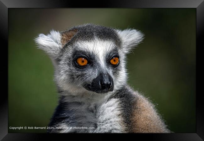 Ring-tailed Lemur in Green Framed Print by Rob Barnard
