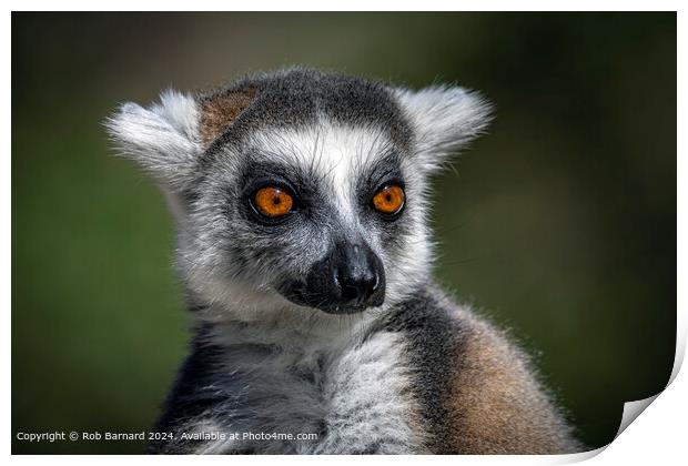 Ring-tailed Lemur in Green Print by Rob Barnard