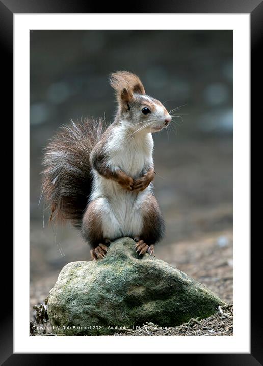 Red Squirrel Park Woodland Framed Mounted Print by Rob Barnard