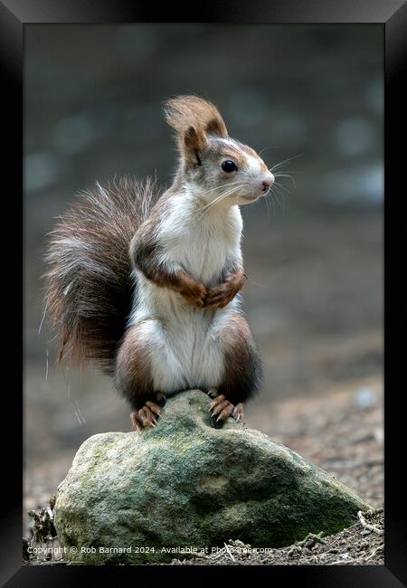 Red Squirrel Park Woodland Framed Print by Rob Barnard