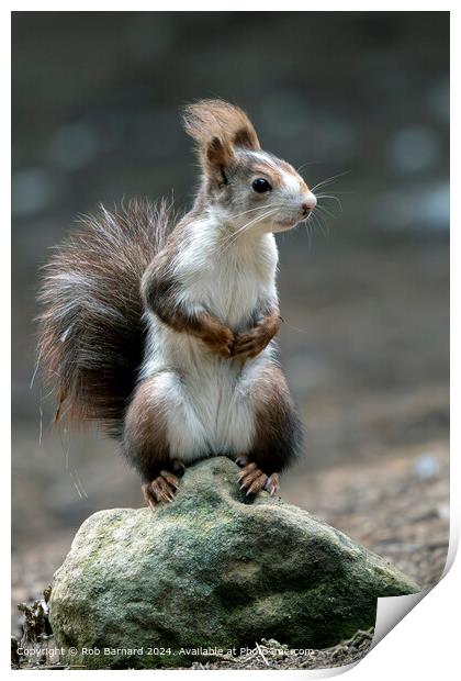 Red Squirrel Park Woodland Print by Rob Barnard