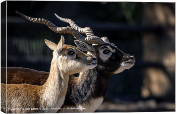 Deer Antelope Horns Canvas Print by Rob Barnard