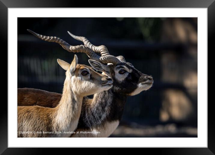 Deer Antelope Horns Framed Mounted Print by Rob Barnard
