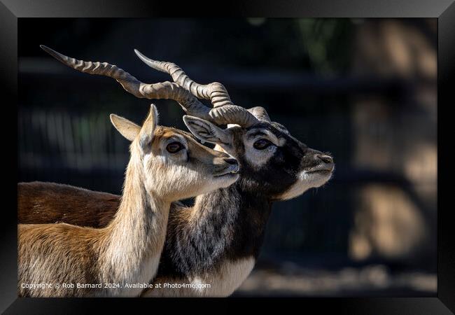 Deer Antelope Horns Framed Print by Rob Barnard