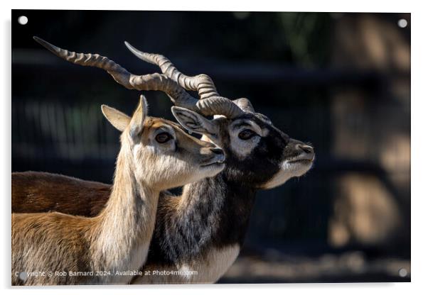 Deer Antelope Horns Acrylic by Rob Barnard