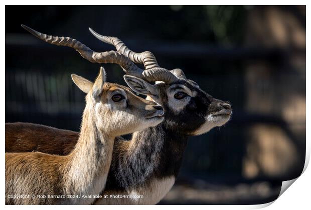 Deer Antelope Horns Print by Rob Barnard