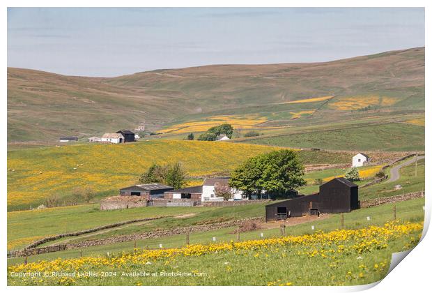 Springtime at Lingy Hill Farm, Harwood, Upper Tees Print by Richard Laidler