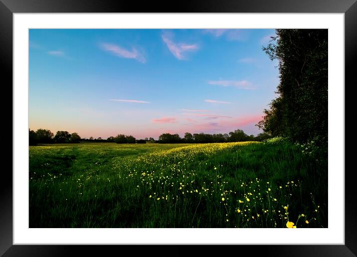 Bright Yellow Buttercups in a Pink Evening Light Framed Mounted Print by Alice Rose Lenton
