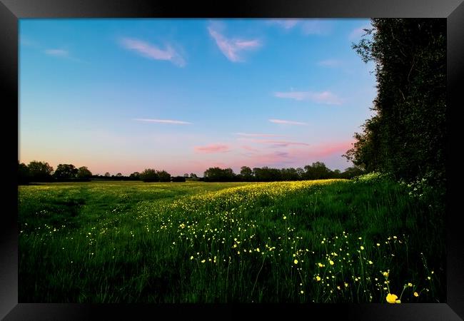 Bright Yellow Buttercups in a Pink Evening Light Framed Print by Alice Rose Lenton