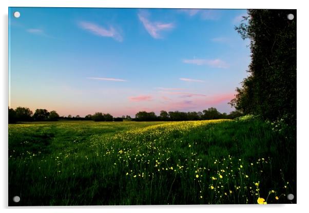 Bright Yellow Buttercups in a Pink Evening Light Acrylic by Alice Rose Lenton