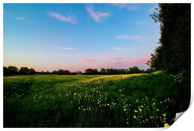 Bright Yellow Buttercups in a Pink Evening Light Print by Alice Rose Lenton