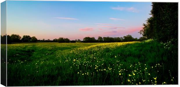 Bright Yellow Buttercups in a Pink Evening Light P Canvas Print by Alice Rose Lenton