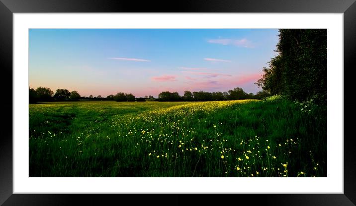 Bright Yellow Buttercups in a Pink Evening Light P Framed Mounted Print by Alice Rose Lenton