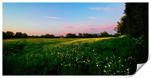 Bright Yellow Buttercups in a Pink Evening Light P Print by Alice Rose Lenton