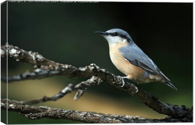 Nuthatch Canvas Print by Tom McPherson