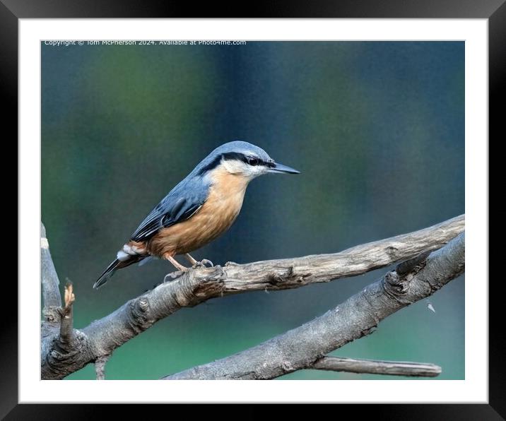 Nuthatch Framed Mounted Print by Tom McPherson